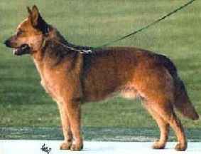 CH (US/AUST/CAN) Kombinalong Stryk Super