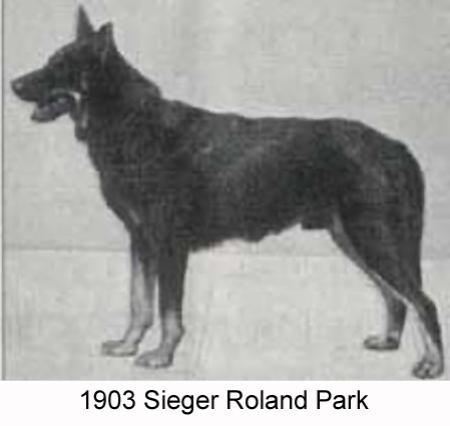 1903 SGR Roland vom Park (fr vom Goldsteintal)