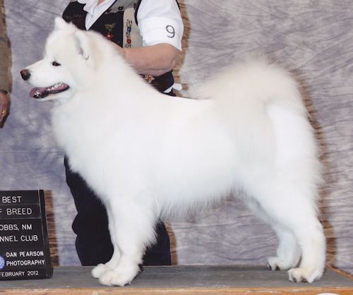 GCH Wintersong's Genuine Swiss Movement