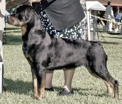 CH Chancellor Flirt'N W'Fire