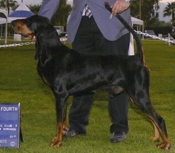 NBOB MBISS GCHG CH (AKC) Windbourne Every Hand's A Winner