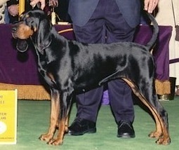 CH (AKC) Windbourne Cabaraet