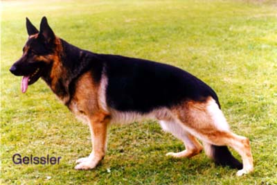 Gerry vom Langenbungert