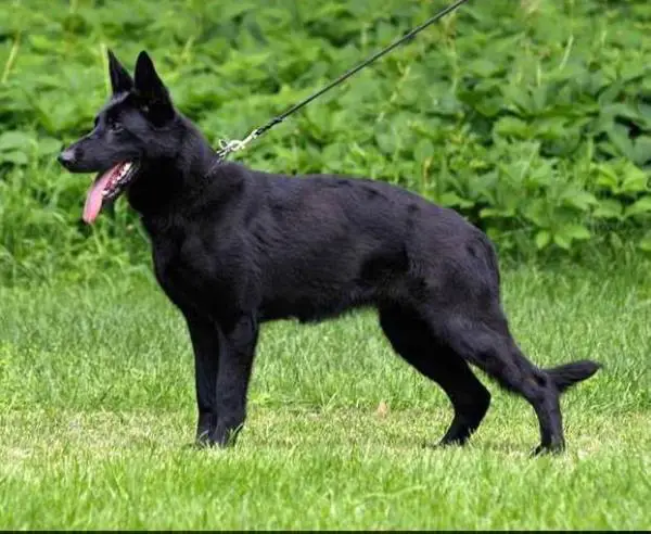 SG Alba ze Stribrneho kamene