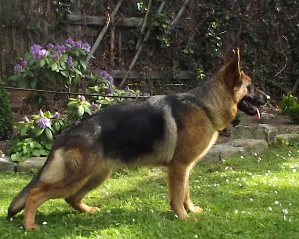 V Zafira von der Burg Königstein