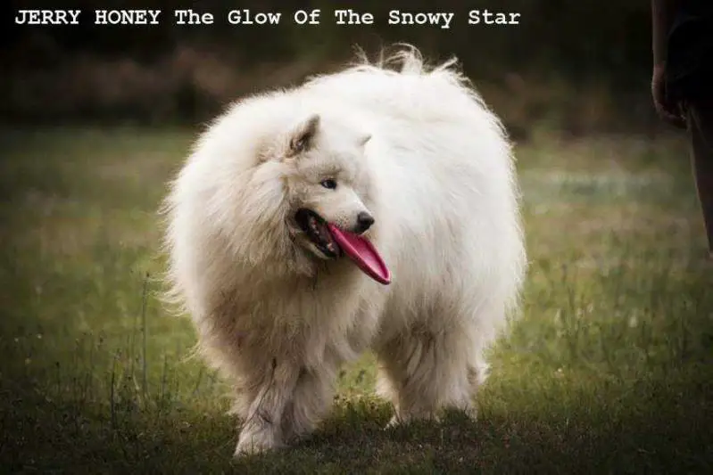 THERAPY DOG JERRY HONEY The Glow of The Snowy Star