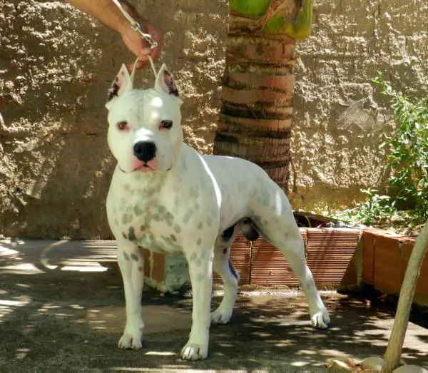 Brazilian Black Belt Rabello Rafi