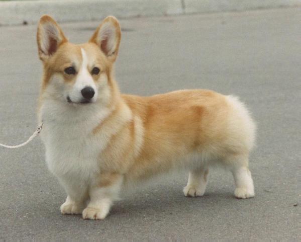 AM CAN CH Sandyshire's Sunny Delight