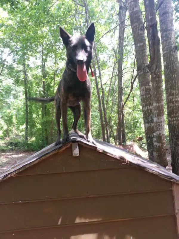 Georgia Malinois's Justice