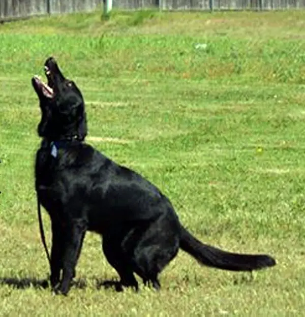 Urset Koitsenko von Shepherds Crook