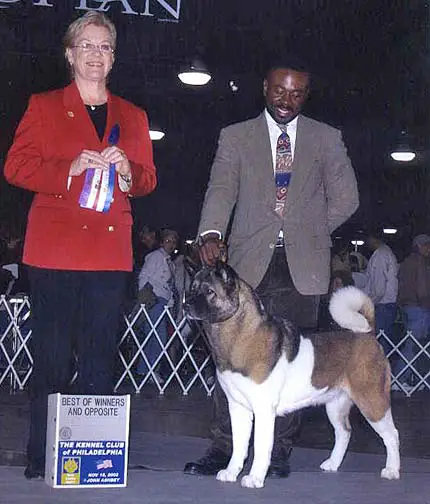AKC CH Shibusa's Iman Zuri