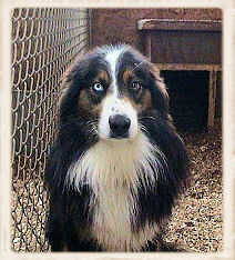 Neely Rch Blue Eyed Jack