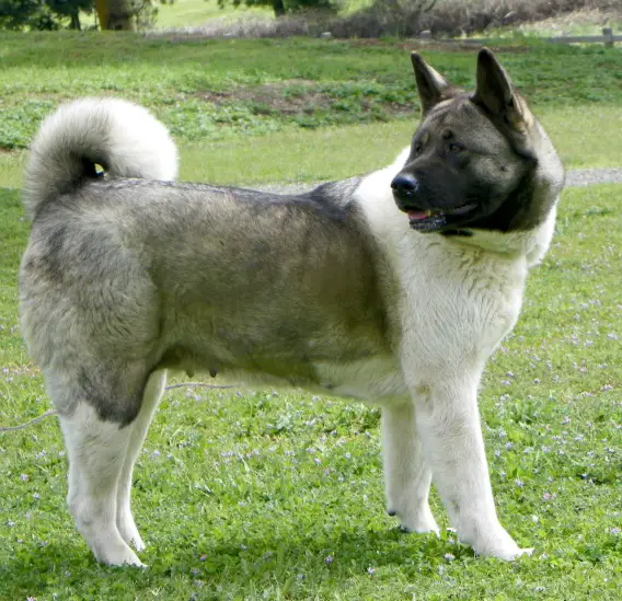 Royalty's Shining Star