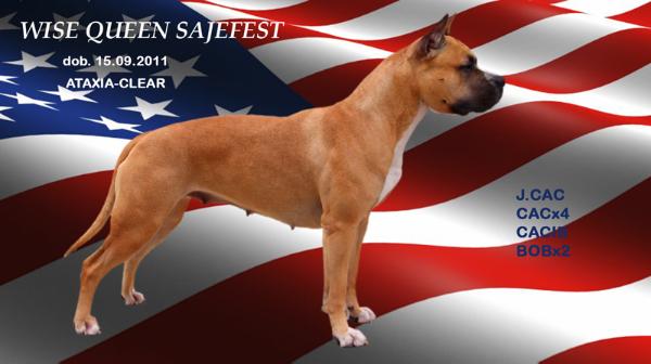 5XCAC CACIB 2XBOB Wise Queen Sajefest