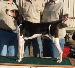 NITE CH UKC/AKC/PKC Ownby's Tennessee Buzz
