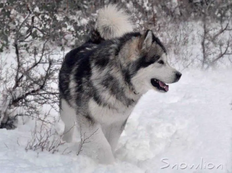Snowlion Chasing the Monsoon