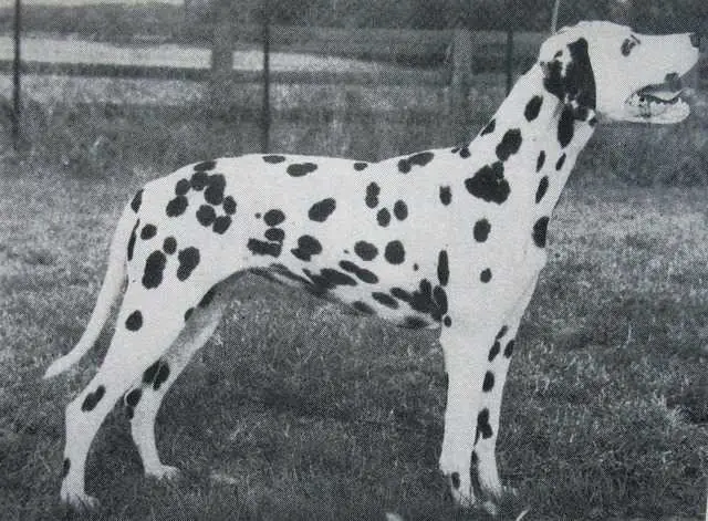 Highstables Countess Of Konavlje