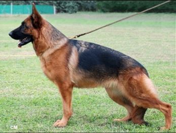 V1 Eva della Torre dello Sperone