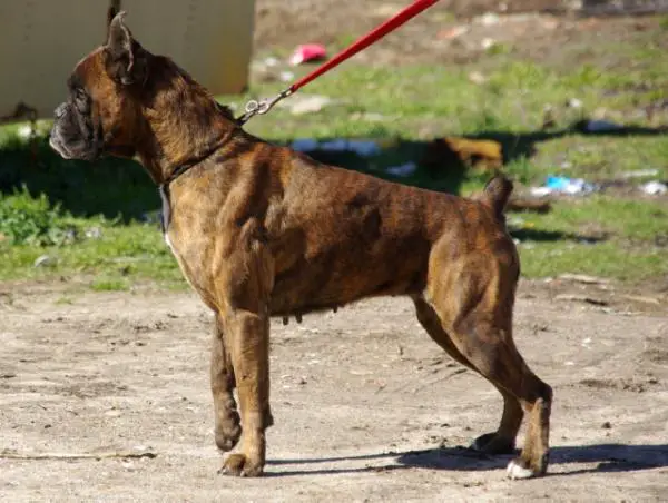 Babilonia De Bell Parc