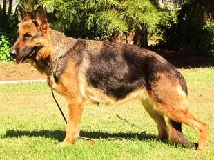 V Inkie vom Nadelhaus