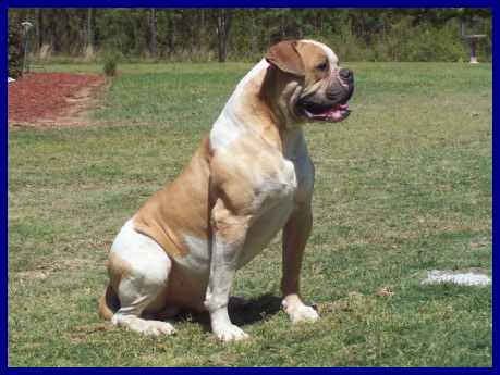 Medlock'S big brutus