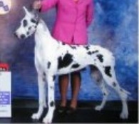 Bmwlr-Liebhunde Devil Wears Prada