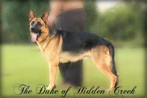 The Duke of Hidden Creek