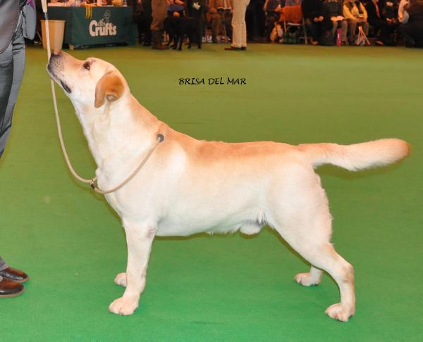 CH GBZ PT IE BIS  Helvet Can Xenon