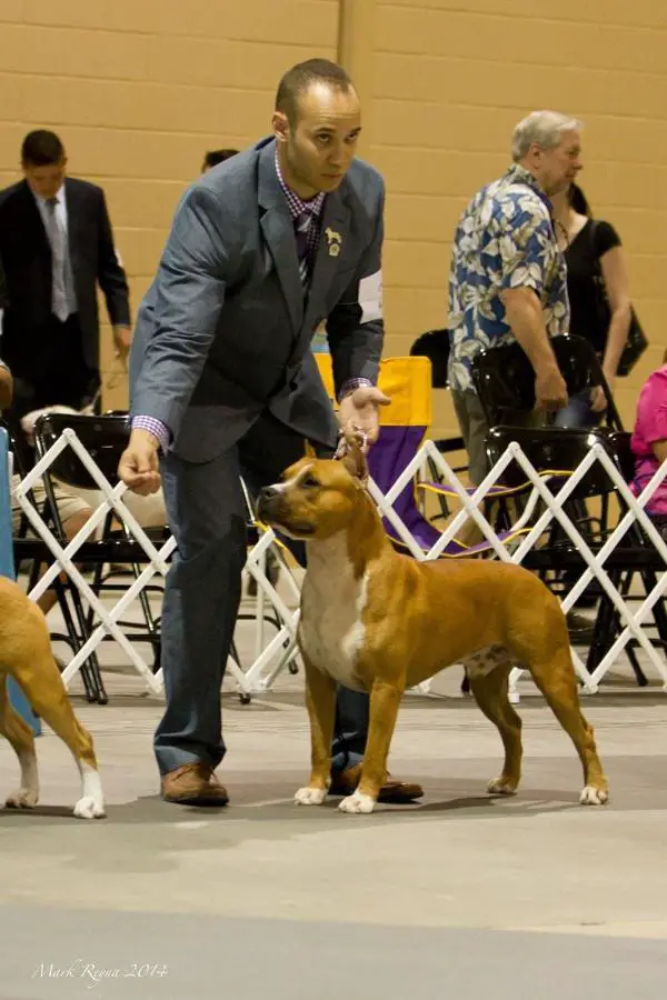 BIS, Multi RBIS, BOSS, Int CH, AKC GCH Glorious' Something About The Chase