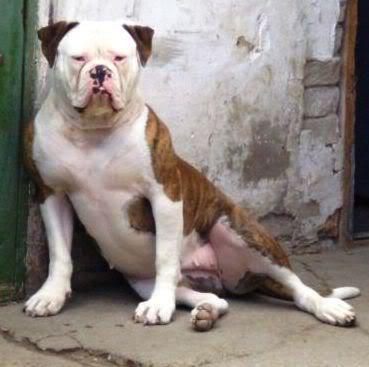 Bulls of Victory Belover aka Kira