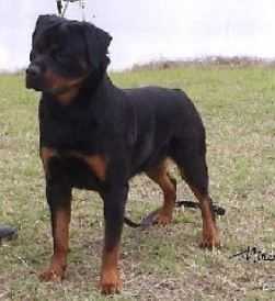 AUST. CH. MULTI V1, Rockdalestar Bessy