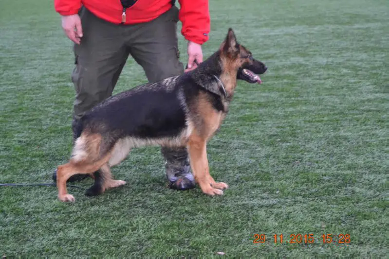 Platinumshepherd Baby
