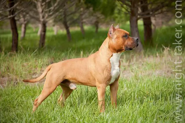 View Fyler Tipit Z Hanky