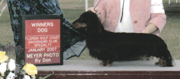 AM CH Wagsmore Singular Sensation ML