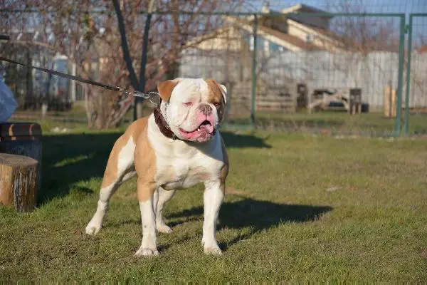 Ostwaybulls Very Important Person of Blondbulls