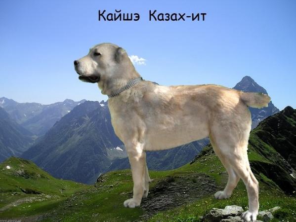 Kayshe Kazah-it