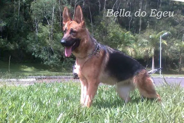 Bella do Egeu