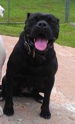 Pacho's Blackie (Roman)