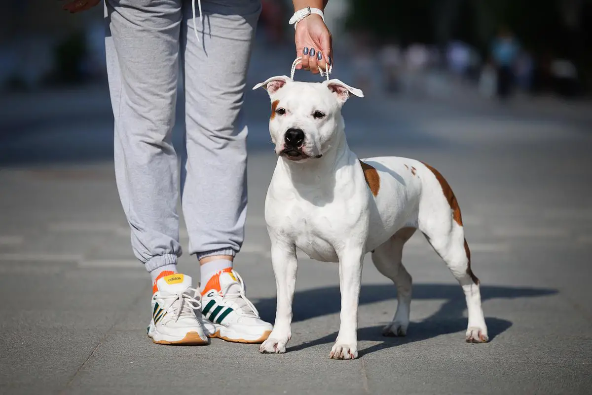 Grand Champion Utah Queen Of the Sun Iz Doma Lankaster