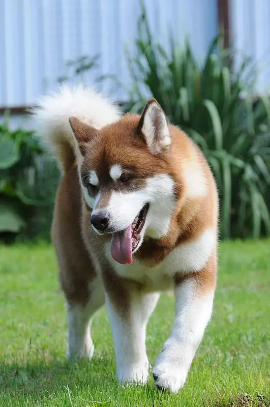 Alveig Fyre Devil With Wild Heart