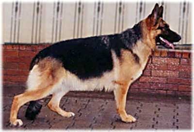 Samba von der Wienerau