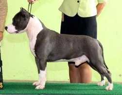 #1 AMSTAFF CBKC 2009 BISS BIS BRA GCH Mallabrigo & Casubra Jr Gridu