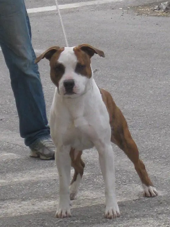 TitanKennel Anco Marzio