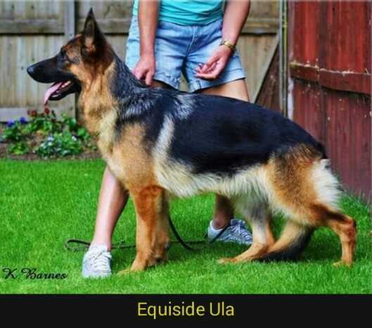 Equiside Ula