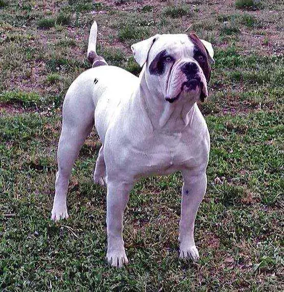 CH ABNA ALSORBULL's ALISTER