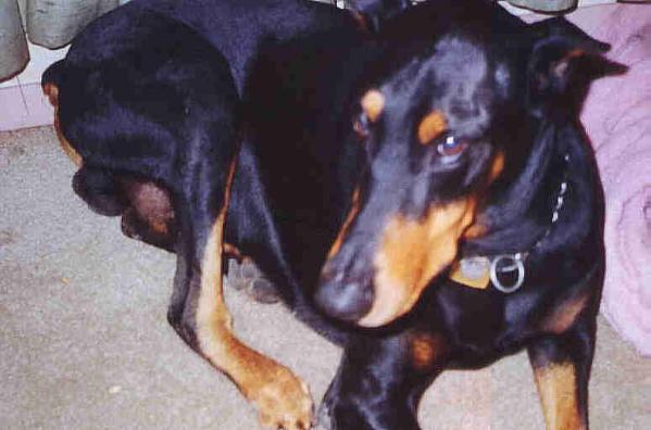 Spock - Vulcan Son Of Sarek