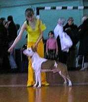 CH RUS Iris Platinum Zhigolo My Lover