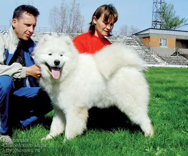 Belyi Volk Gosudar Velikiy