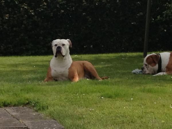 Amazing Bulldogs Hope