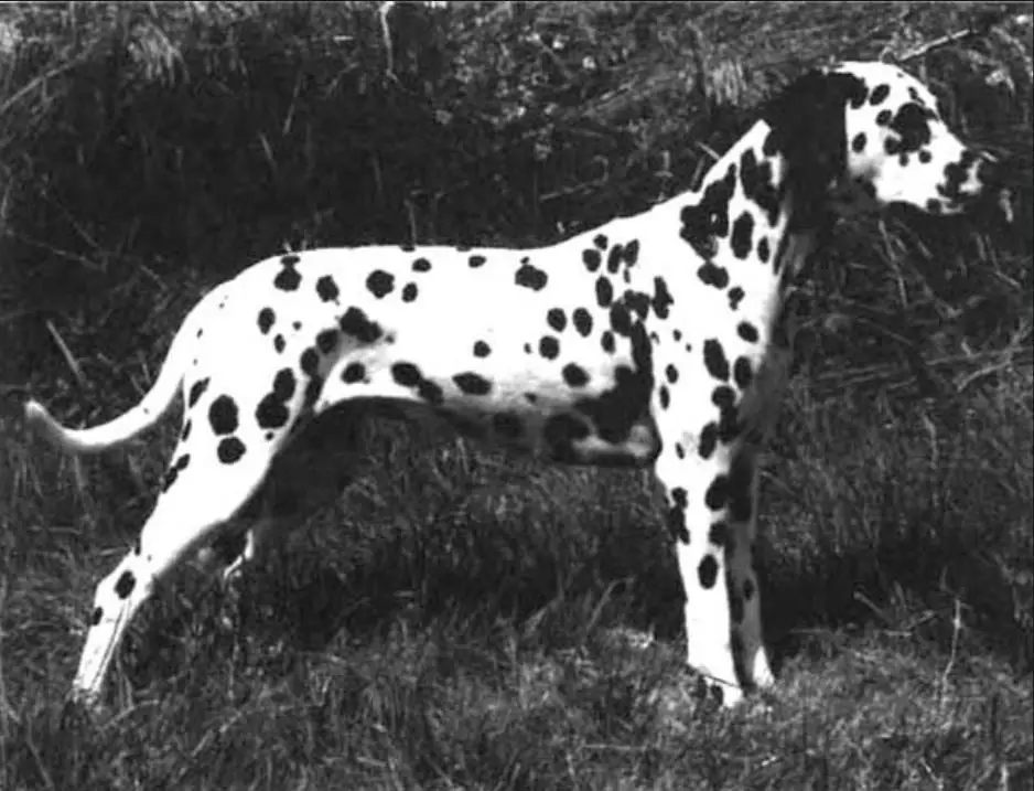 INT CH. Perdita's Knock On Wood